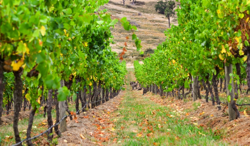 Yarra Valley, Victoria, Australia